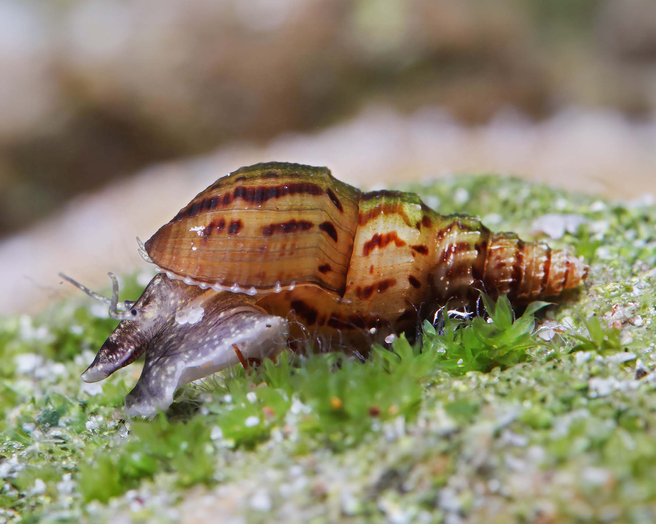Pimpled Lace Snail (Melanoides granifera)